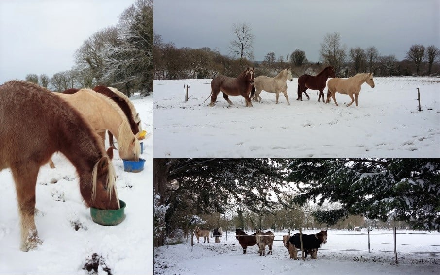 neige grands