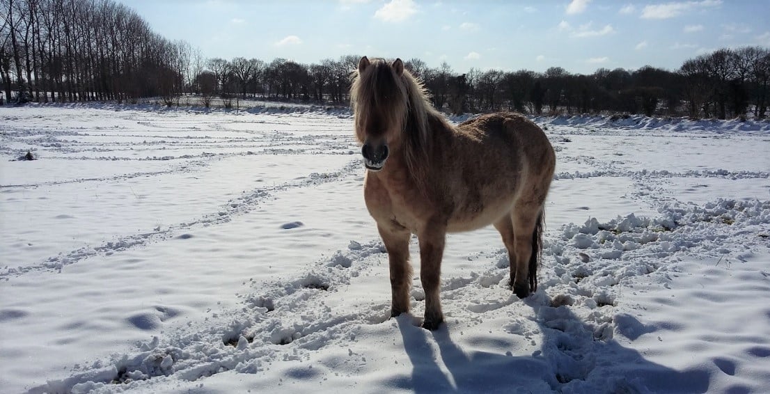 neige tango